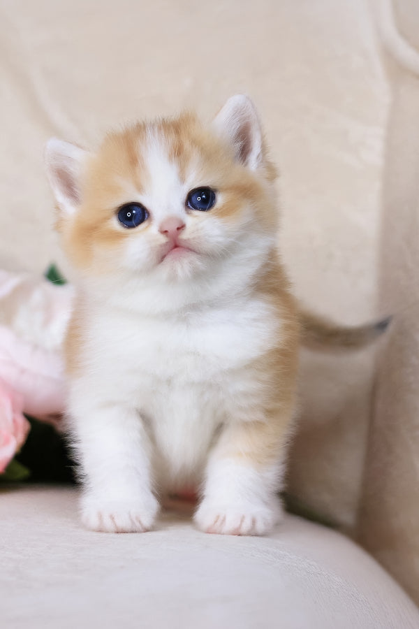 Sony | British Shorthair Kitten