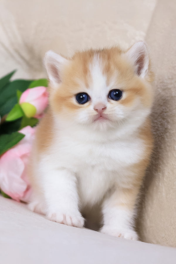 Sony | British Shorthair Kitten