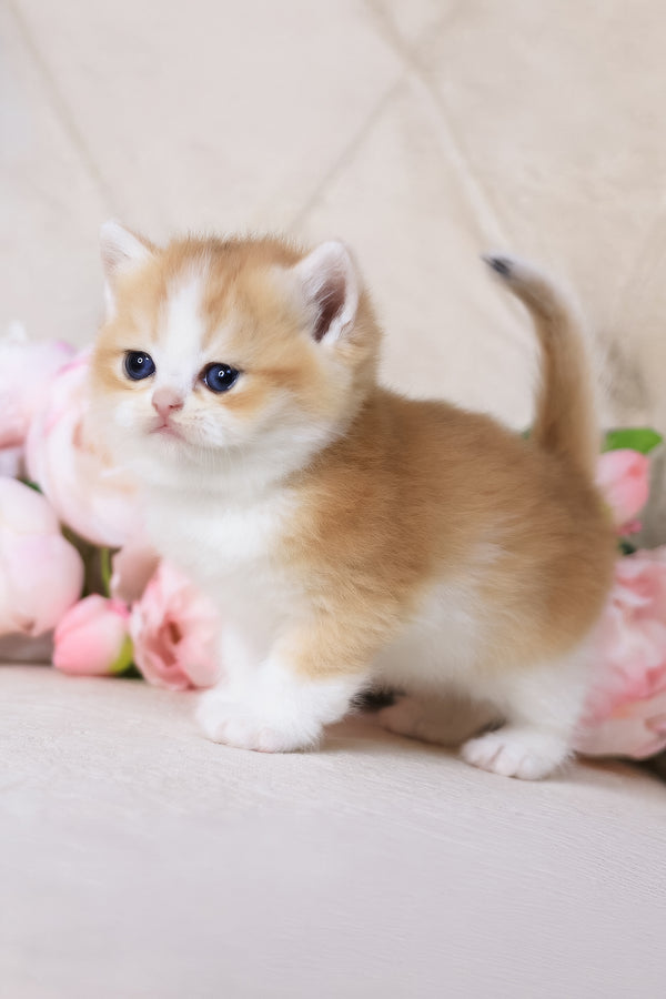 Sony | British Shorthair Kitten