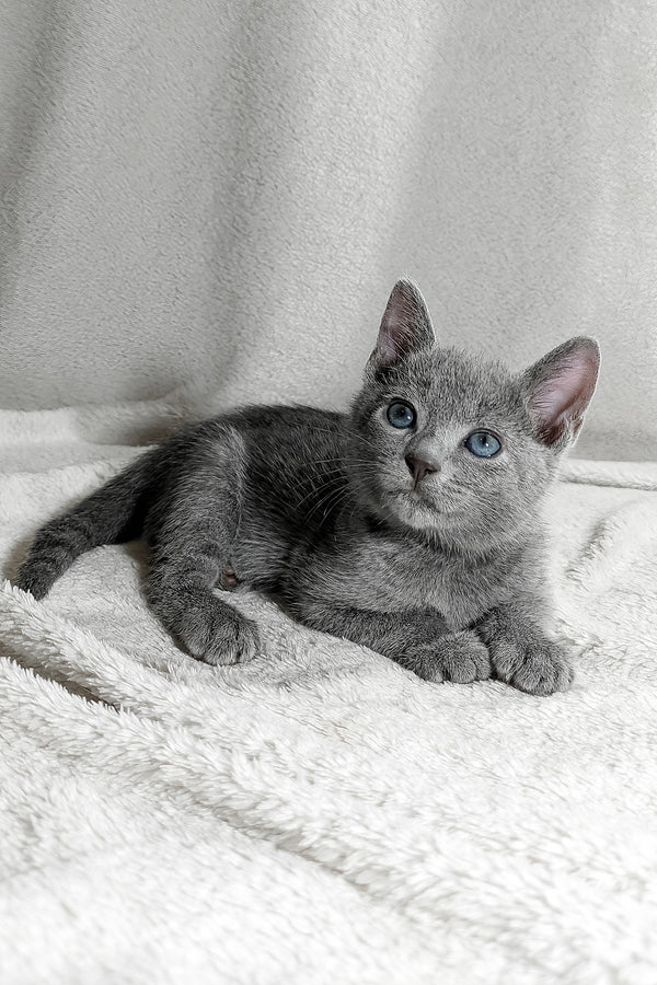 Sonya | Russian Blue Kitten