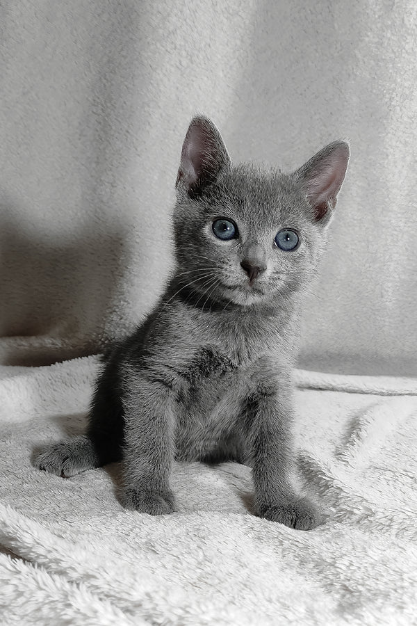 Sonya | Russian Blue Kitten
