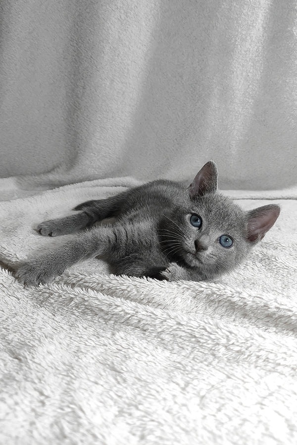 Sonya | Russian Blue Kitten
