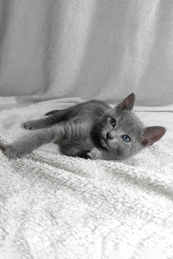 Sonya | Russian Blue Kitten