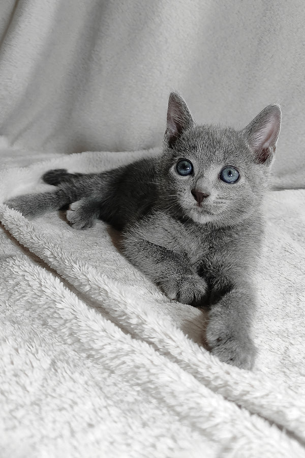 Sonya | Russian Blue Kitten