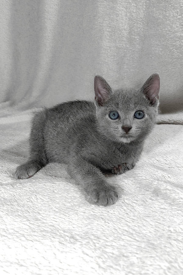 Sonya | Russian Blue Kitten