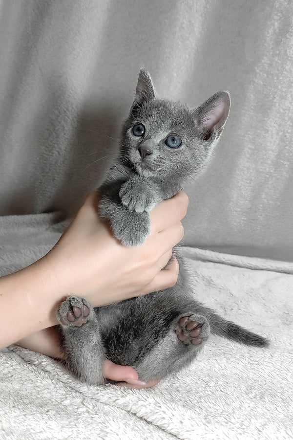 Sonya | Russian Blue Kitten