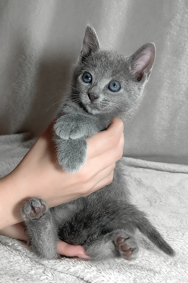 Sonya | Russian Blue Kitten