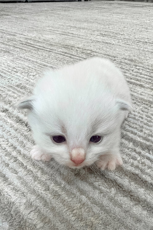 Sophie | Ragdoll Kitten