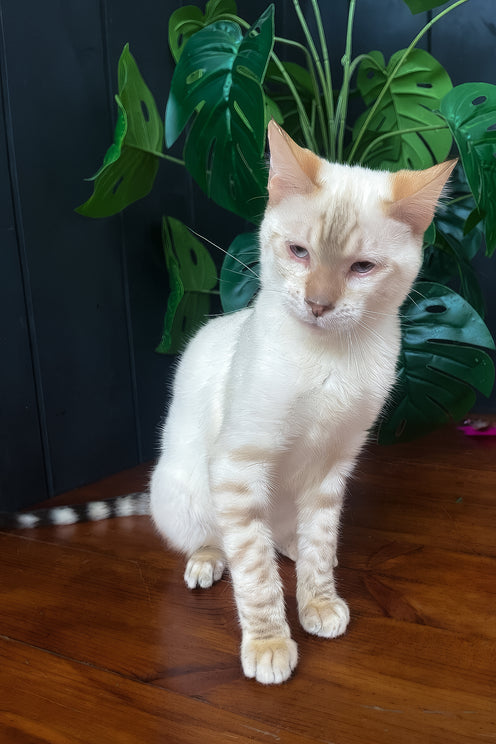 Spike | Toyger Kitten