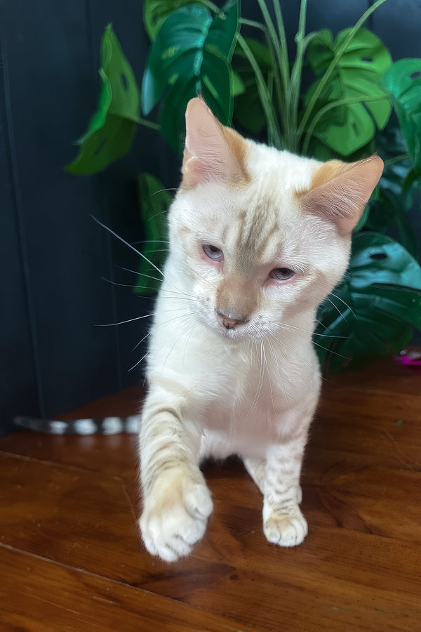 Spike | Toyger Kitten