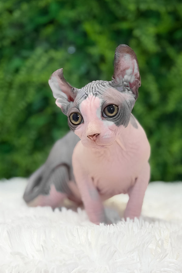 Ollie | Elf Sphynx Kitten