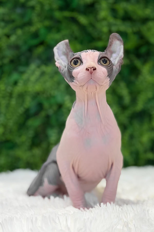 Ollie | Elf Sphynx Kitten