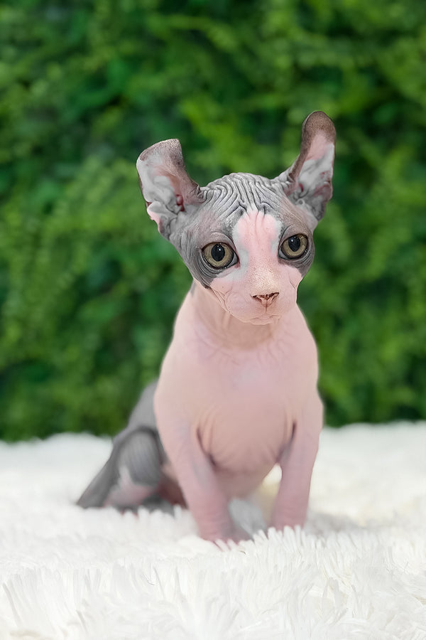 Ollie | Elf Sphynx Kitten
