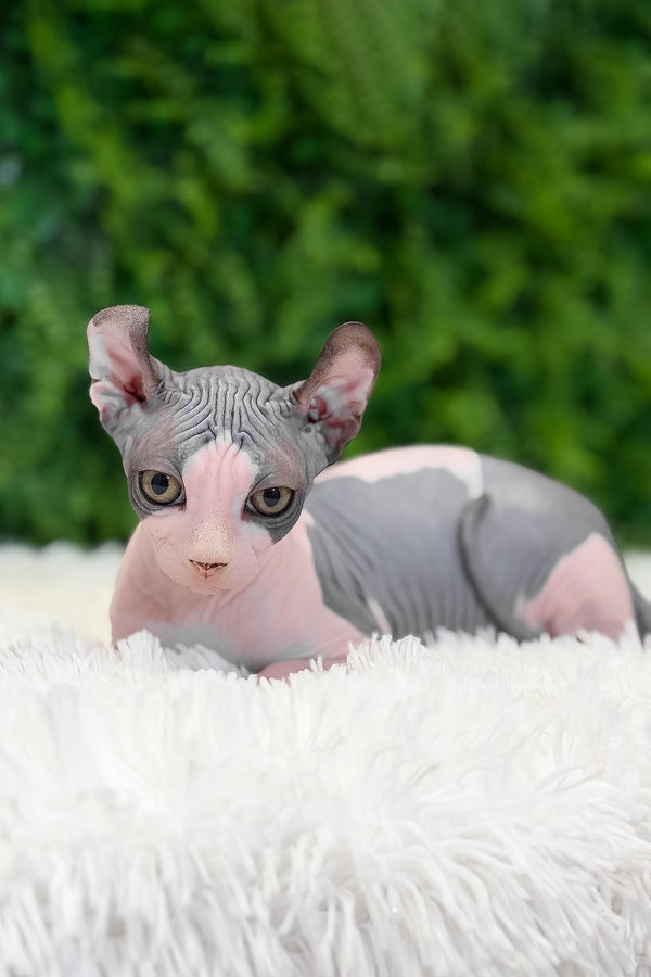 Ollie | Elf Sphynx Kitten