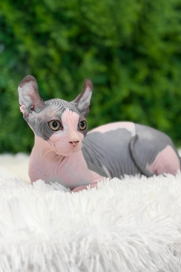 Ollie | Elf Sphynx Kitten