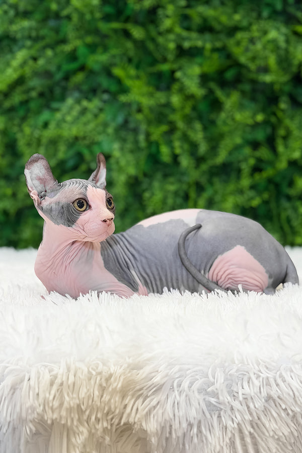 Ollie | Elf Sphynx Kitten