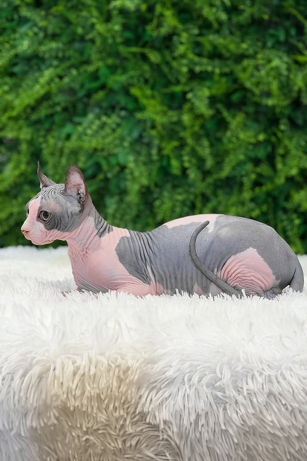 Ollie | Elf Sphynx Kitten