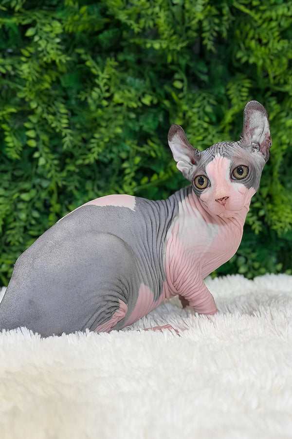 Ollie | Elf Sphynx Kitten