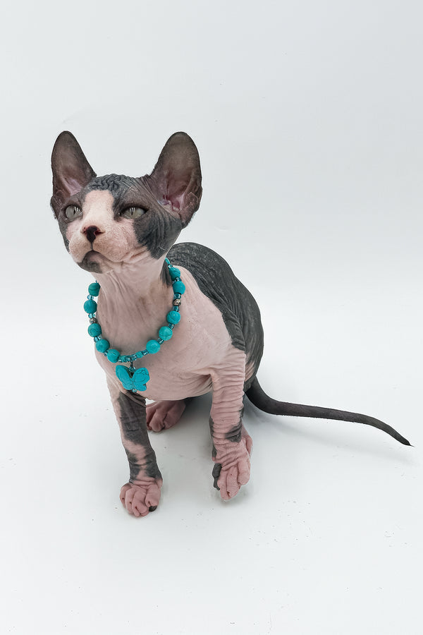Stefani | Canadian Sphynx Kitten