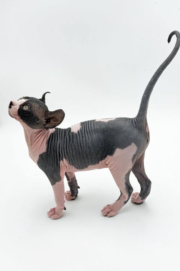 Stefani | Canadian Sphynx Kitten