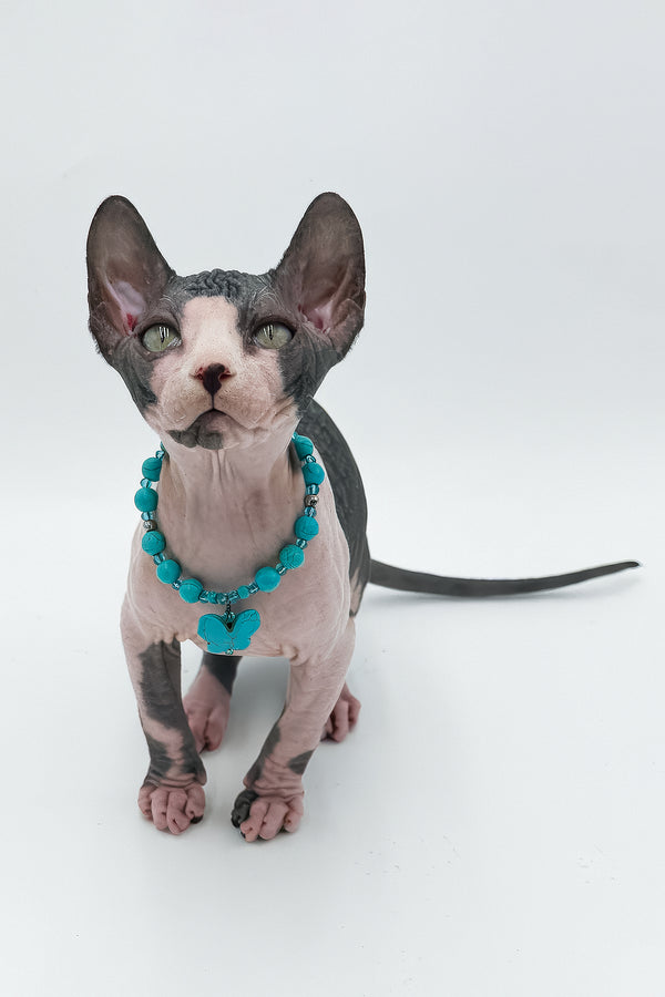 Stefani | Canadian Sphynx Kitten