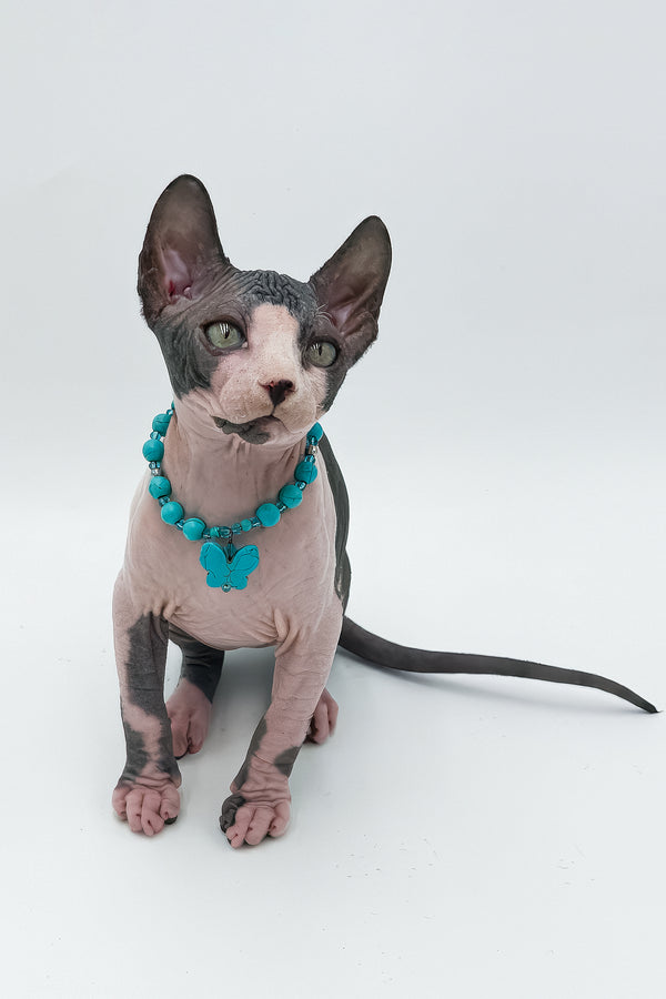 Stefani | Canadian Sphynx Kitten