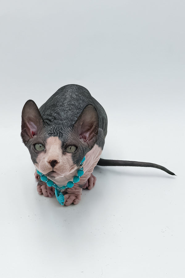 Stefani | Canadian Sphynx Kitten