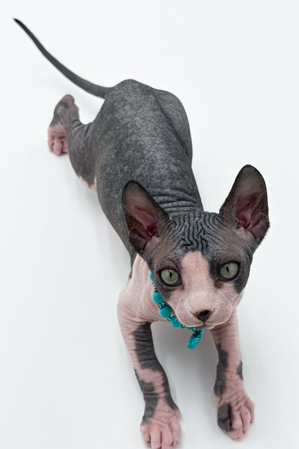 Stefani | Canadian Sphynx Kitten