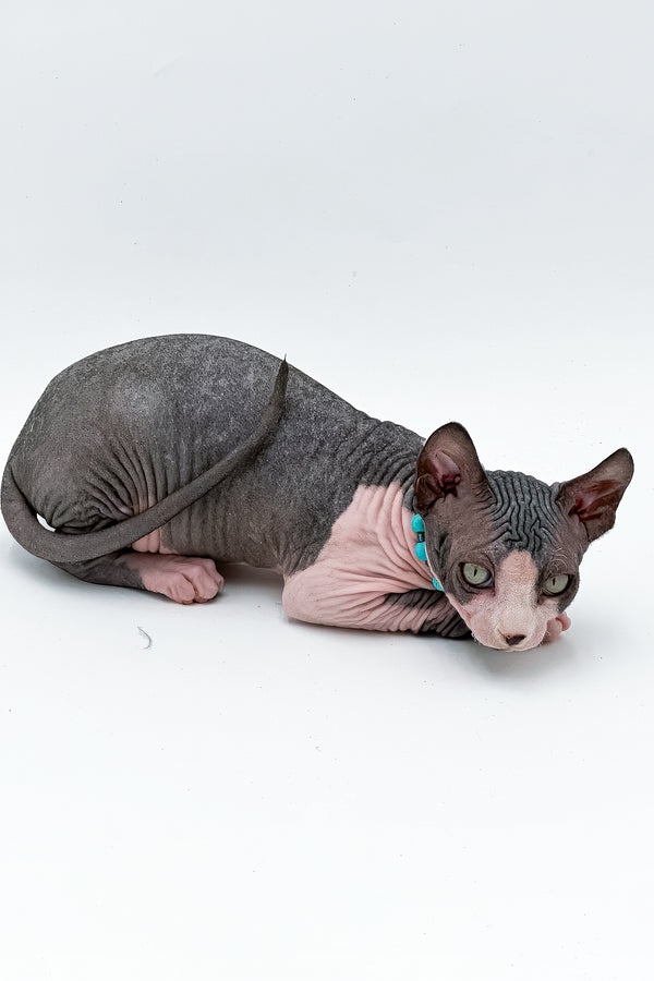 Stefani | Canadian Sphynx Kitten