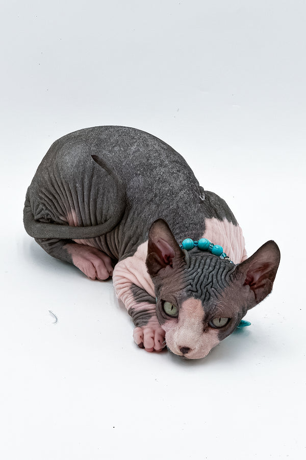 Stefani | Canadian Sphynx Kitten