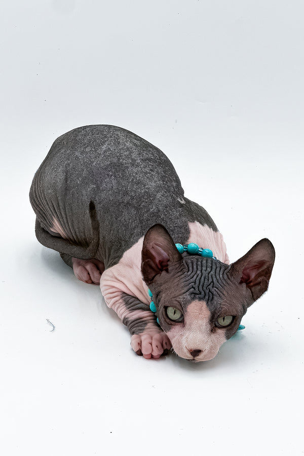 Stefani | Canadian Sphynx Kitten