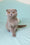 Stefi | Scottish Fold Kitten