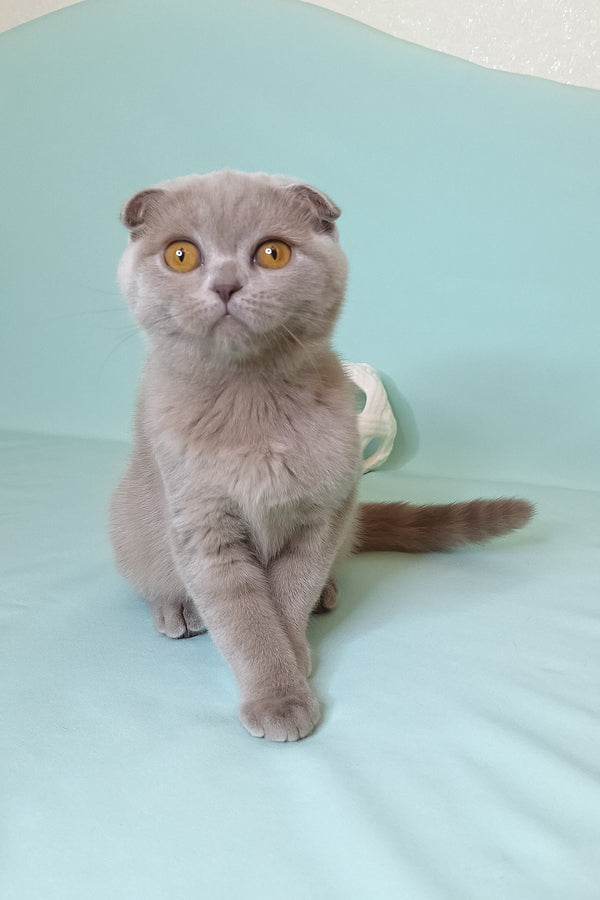 Stefi | Scottish Fold Kitten