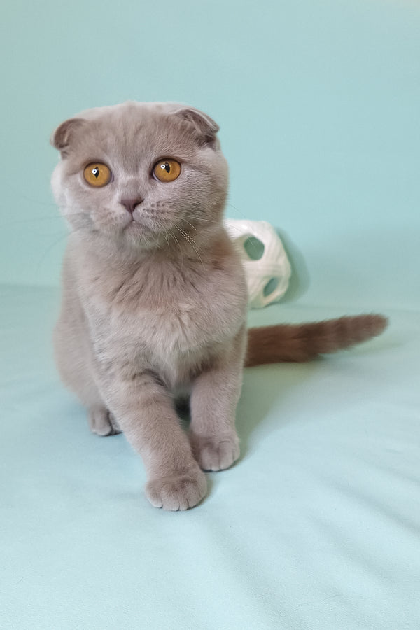 Stefi | Scottish Fold Kitten