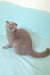 Stefi | Scottish Fold Kitten