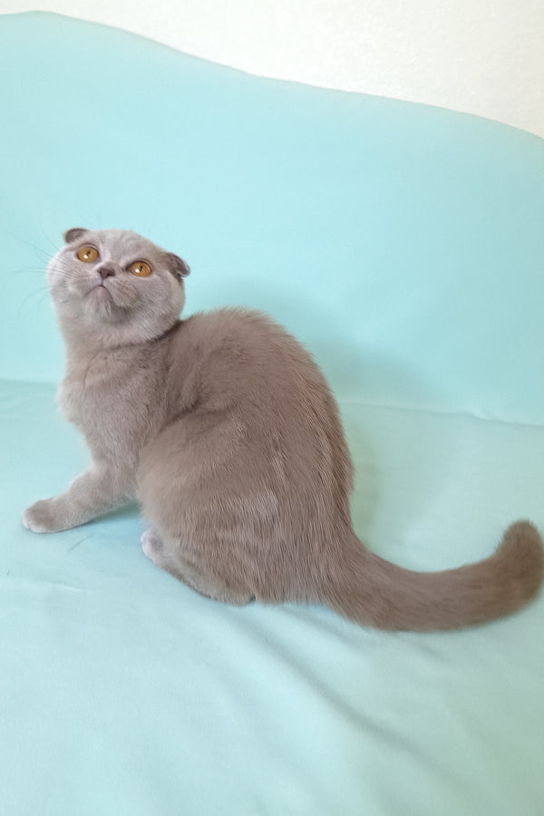 Stefi | Scottish Fold Kitten