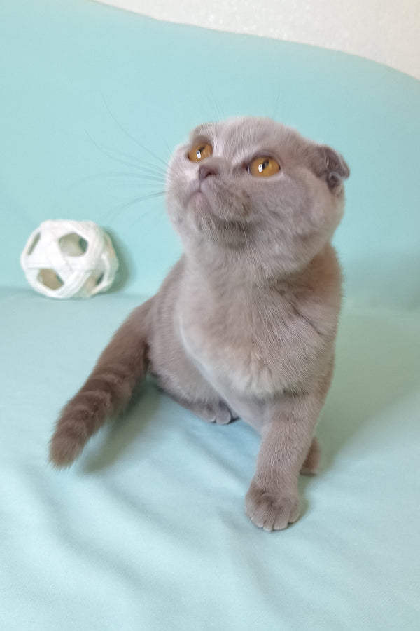 Stefi | Scottish Fold Kitten