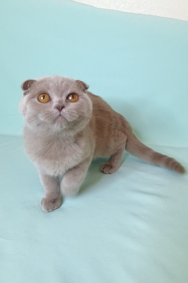 Stefi | Scottish Fold Kitten