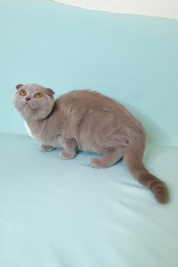 Stefi | Scottish Fold Kitten