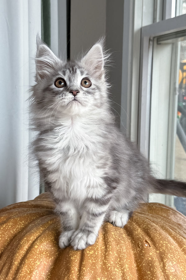 Selena | Maine Coon Kitten