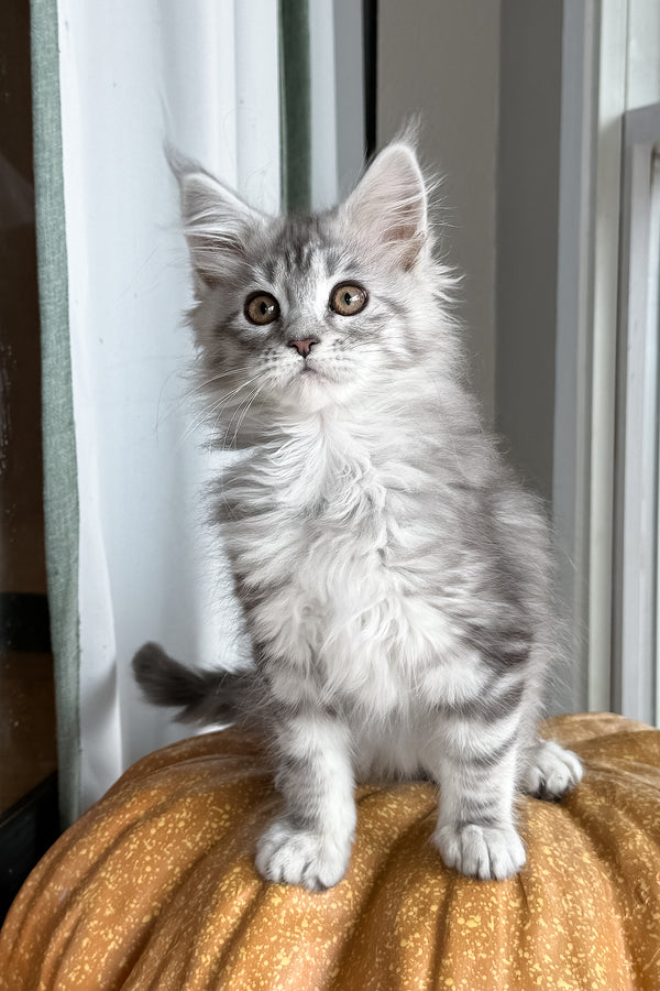Selena | Maine Coon Kitten