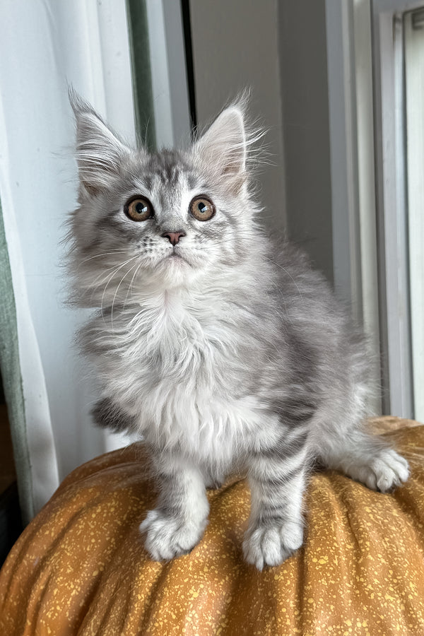 Selena | Maine Coon Kitten