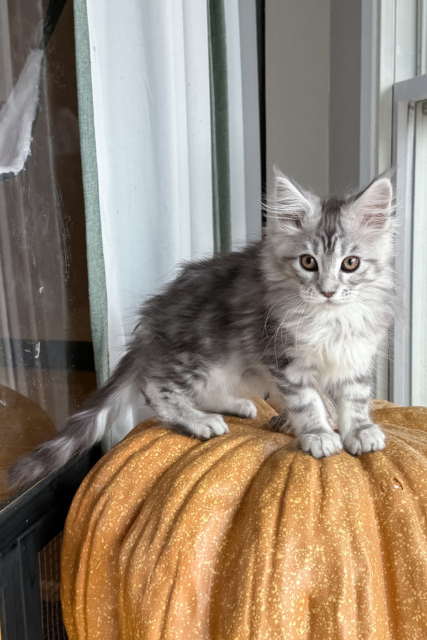 Selena | Maine Coon Kitten