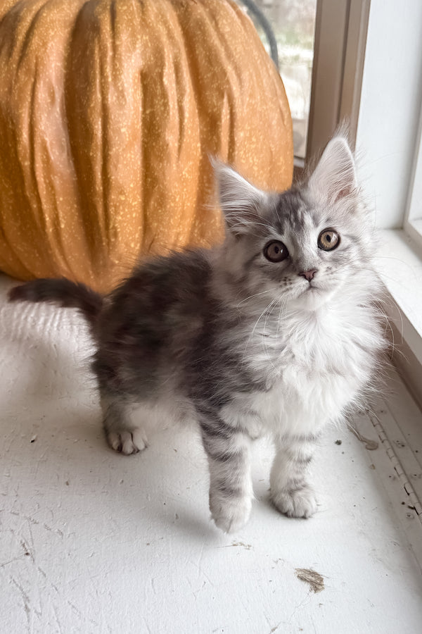 Selena | Maine Coon Kitten
