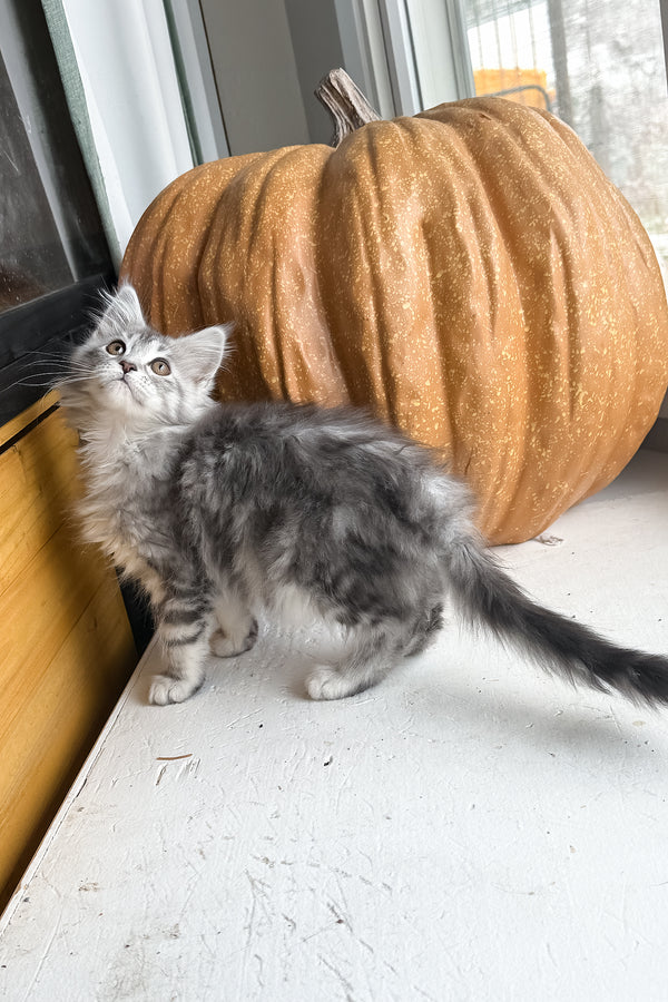 Selena | Maine Coon Kitten