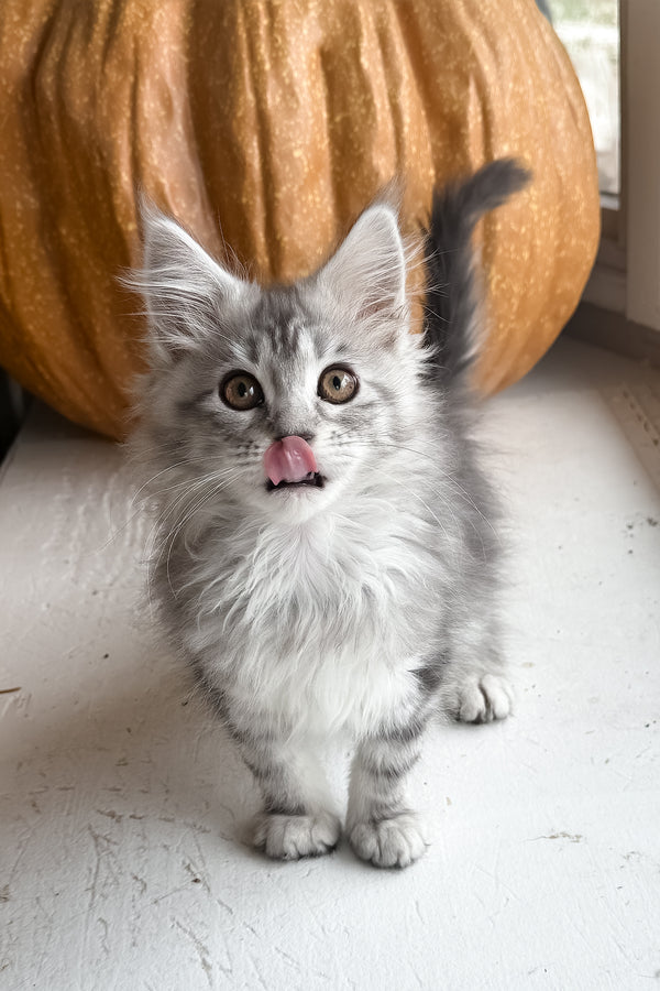 Selena | Maine Coon Kitten