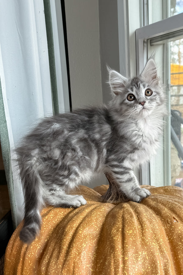 Selena | Maine Coon Kitten