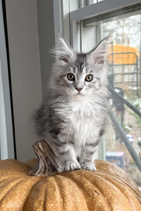 Selena | Maine Coon Kitten