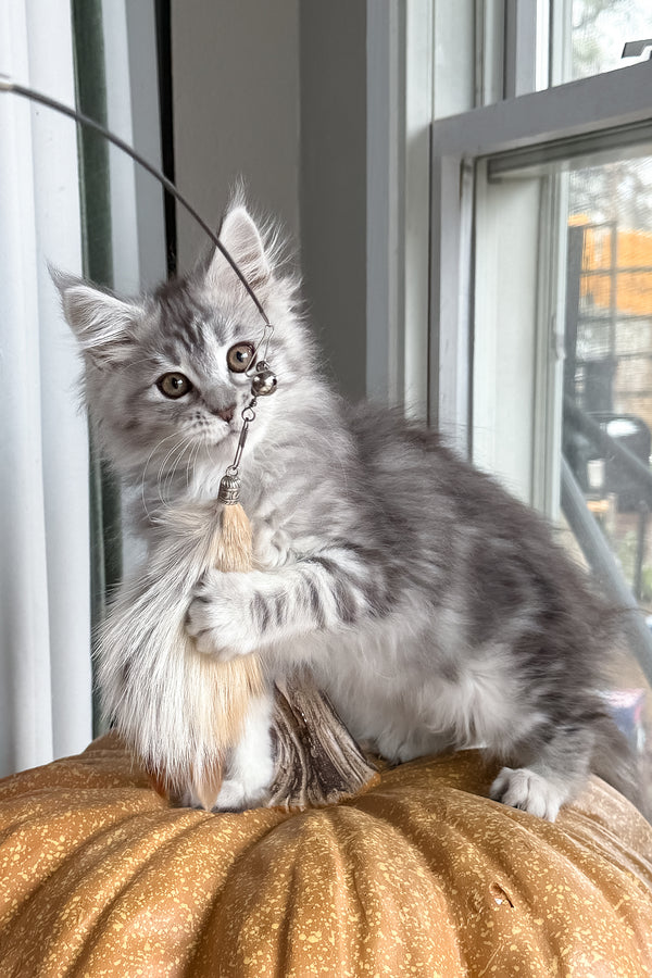 Selena | Maine Coon Kitten