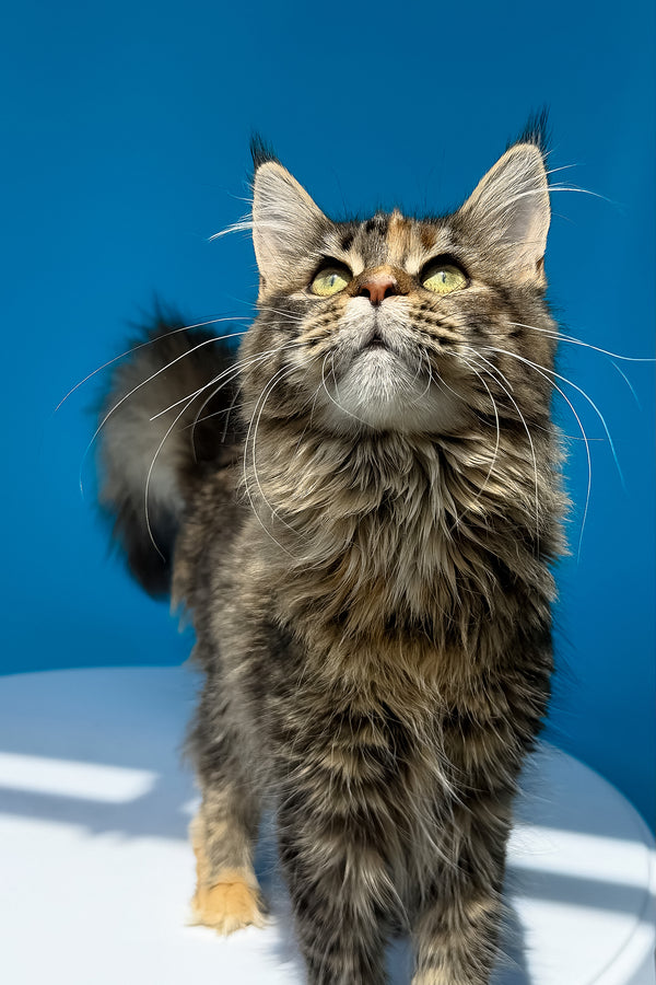 Stella | Maine Coon Kitten